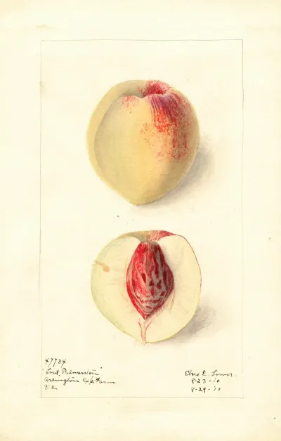 Prunus Persica Lord Palmerston