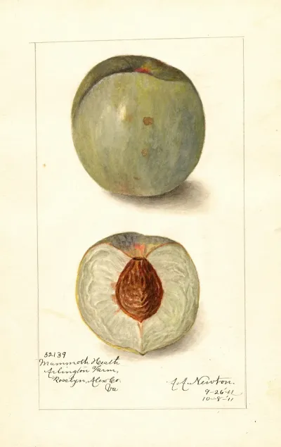 Prunus Persica Mammoth Heath