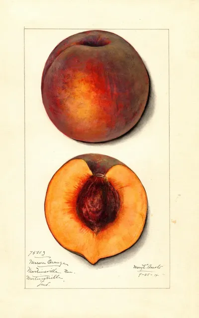 Prunus Persica Masons Orange