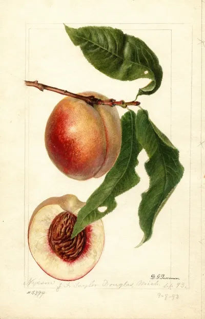 Prunus Persica Nysson