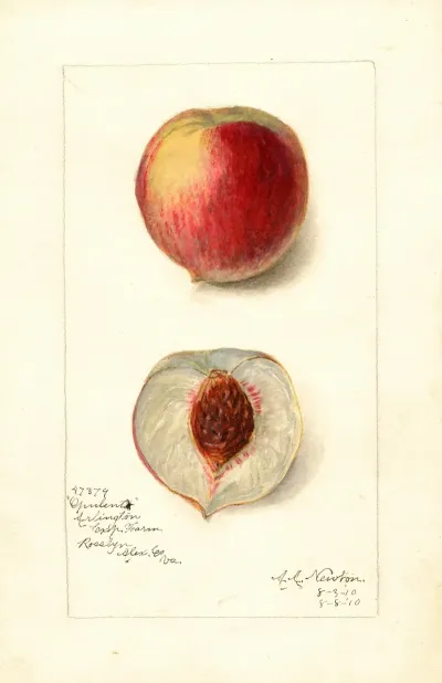 Prunus Persica Opulent