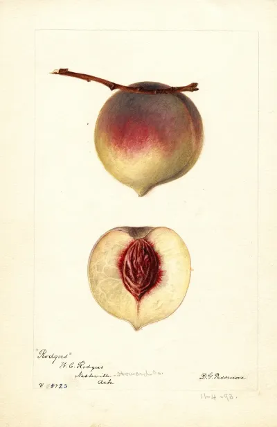 Prunus Persica Rodgers