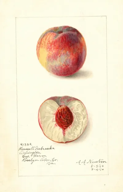 Prunus Persica Russell Nebraska