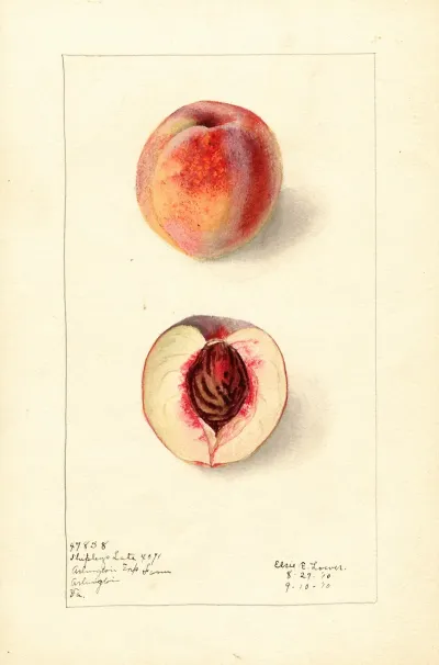 Prunus Persica Shipleys Late