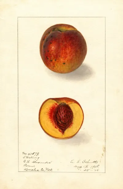 Prunus Persica Sterling