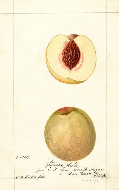 Prunus Persica Stevens Late