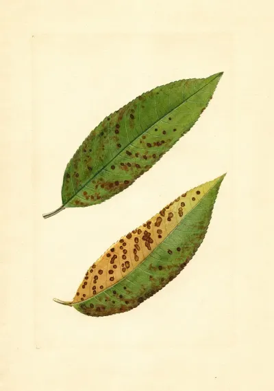 Prunus Persica Triumph
