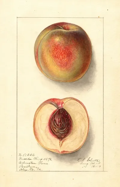 Prunus Persica Uneeda Cling