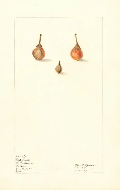 Prunus Persica Wild