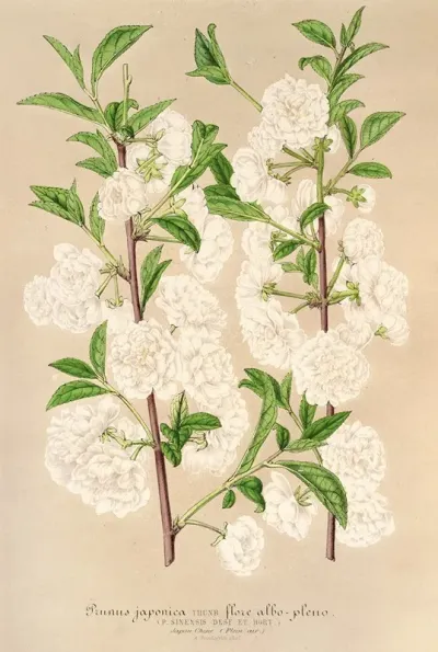 Prunus Sinensis Japonica