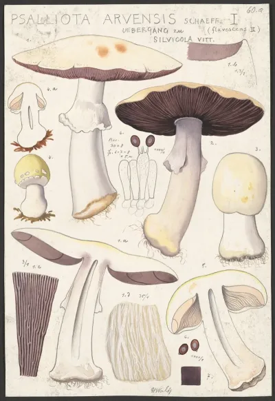 Psalliota Arvensis Schaeff I Uebergang Zu Flavescens Ii Silvicola Vitt