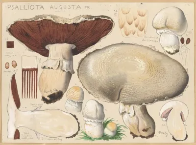Psalliota Augusta Fr