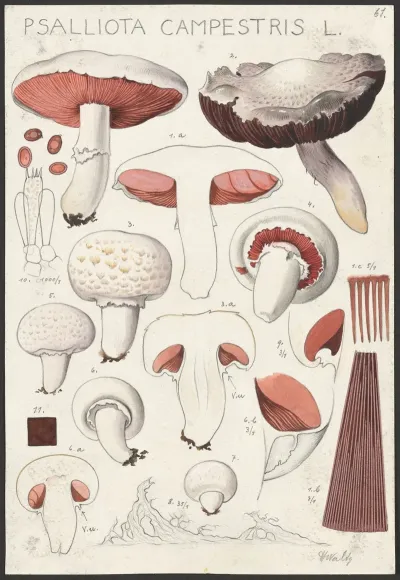 Psalliota Campestris L 2