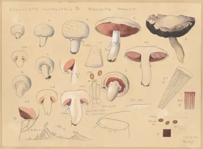 Psalliota Campestris L