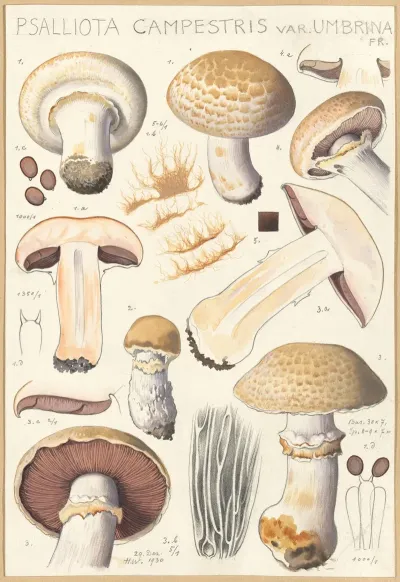 Psalliota Campestris Psalliota Campestris Var Umbrina