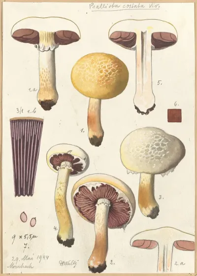 Psalliota Costata