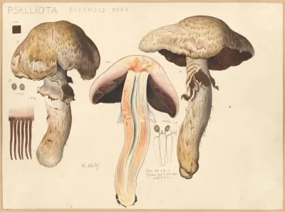 Psalliota Elvensis Berk