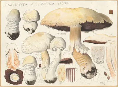 Psalliota Villatica Brond 2
