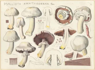 Psalliota Xanthoderma Gen