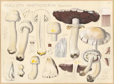 Psalliota Xanthoderma Genevriez