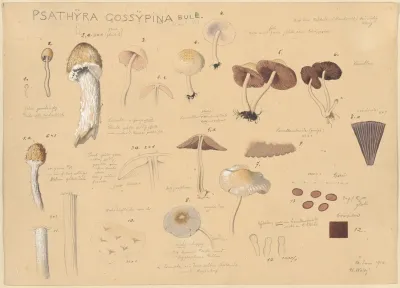 Psathyra Gossypina Bull