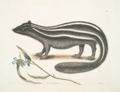 Pseudo Phalangium Ramosum Putorius The Pol Cat