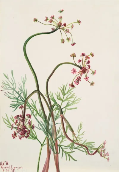 Pseudocymopterus Montanus