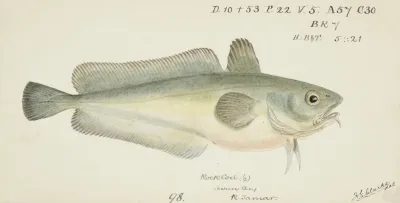 Pseudophycis Barbata Tas Southern Bastard Red Cod