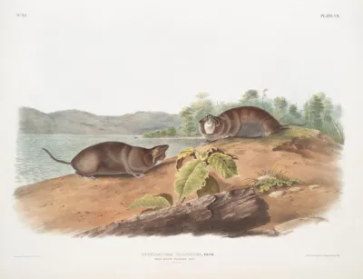 Pseudostoma Talpoides Mole Shaped Pouched Rat Natural Size