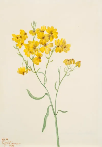 Psilostrophe Sparsiflora