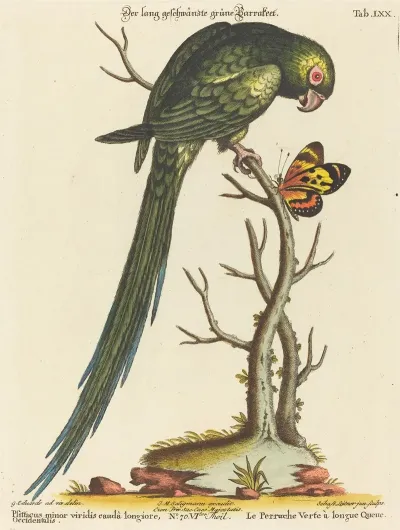 Psittacus Minor Viridis Cauda Longiore Occidentalis