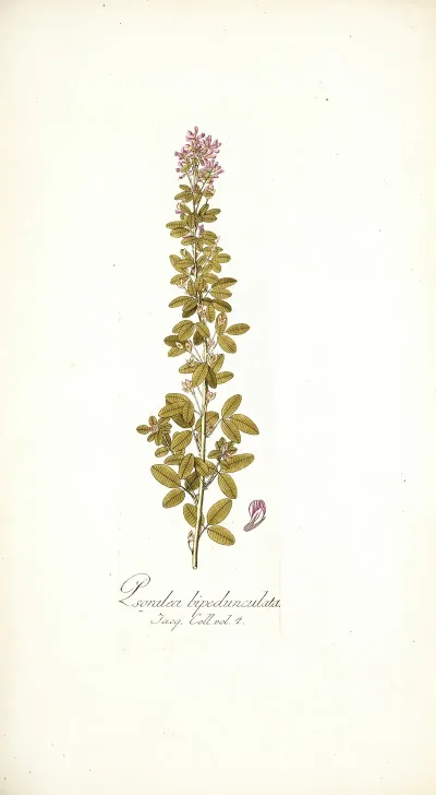 Psoralea Bipedunculata