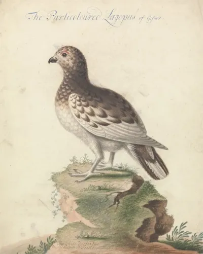 Ptarmigan