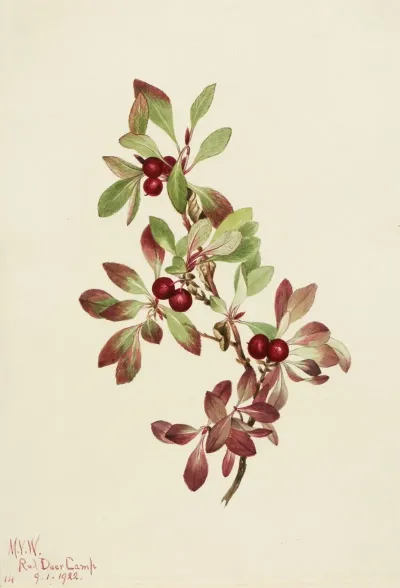 Ptarmiganberry Arctous Alpina 2