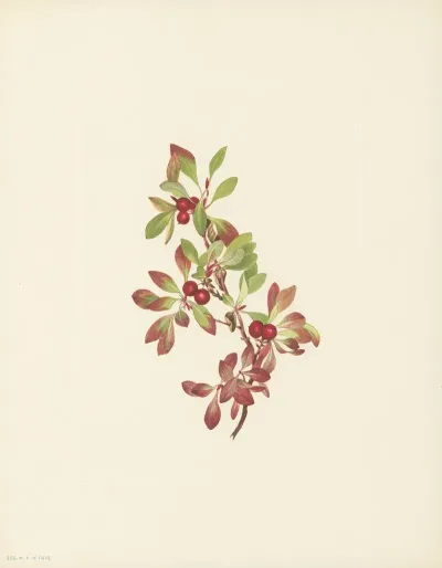 Ptarmiganberry Arctous Alpina 3