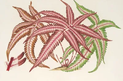 Pteris Aspericaulis Var Tricolor
