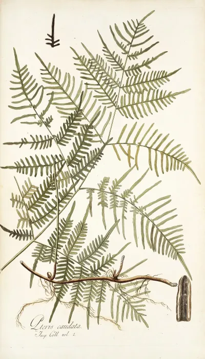 Pteris Caudata