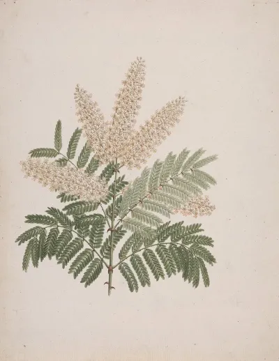Pterolobium Stellatum Forssk