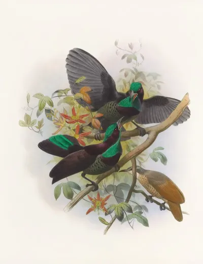 Ptiloris Victorie