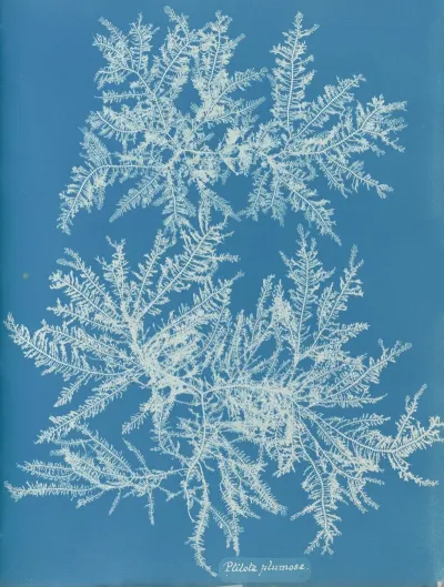 Ptilota Plumosa