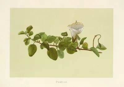 Puapilo