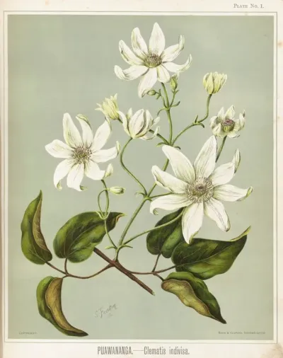 Puawananga Clematis Indivisa Plate 1