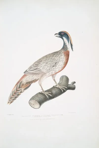 Pucras Pheasant Phasianus Pucrasia