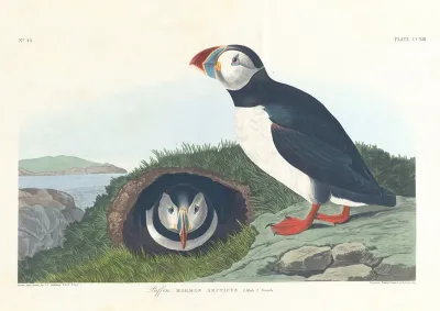 Puffin