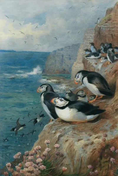 Puffins And Razor Bills