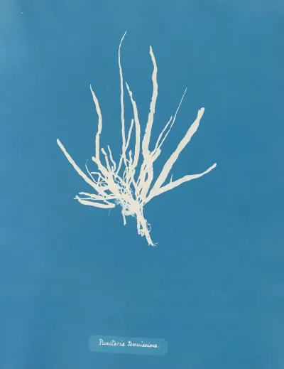 Punctaria Tenuissima