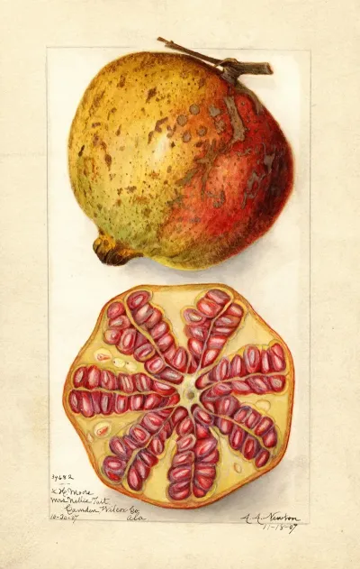 Punica Granatum 3