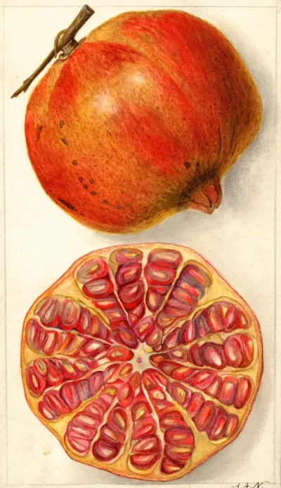 Punica Granatum 4