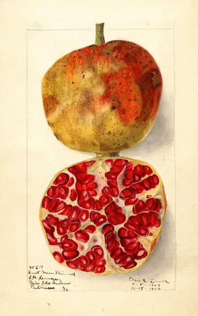 Punica Granatum Sweet Green Skinned