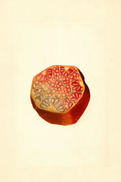 Punica Granatum Wonderful 2
